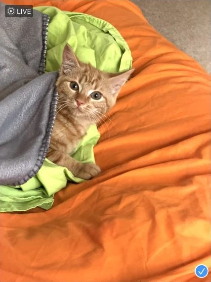 Waffle, the orange cat the agent is named after